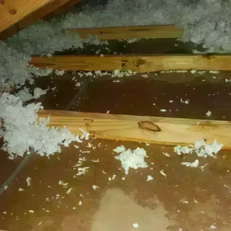 Attic Water Damage in Trinity County, TX