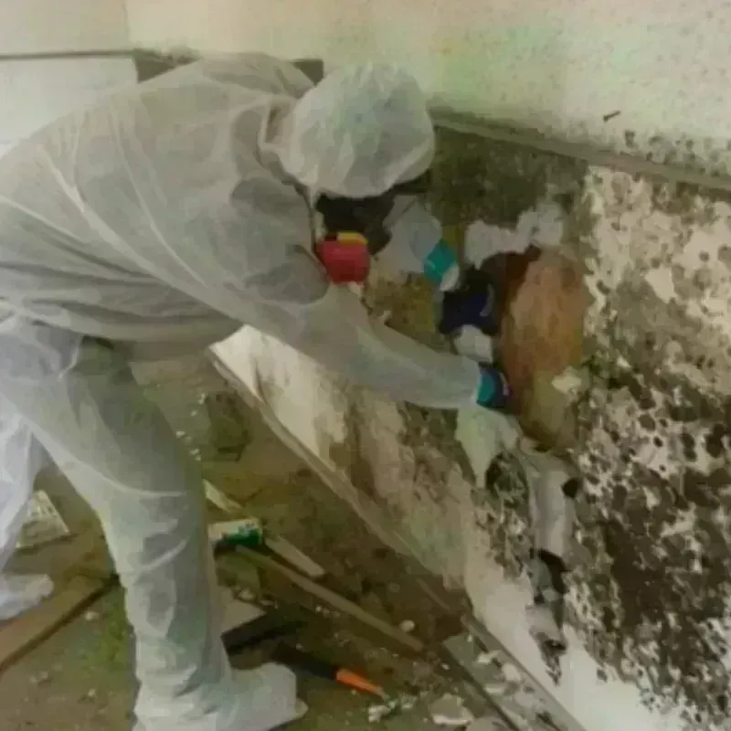 Mold Remediation and Removal in Trinity County, TX